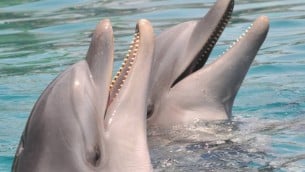 Live dolphins at the Dolphin Reef in Eilat. (photo credit: Jorge Novominsky/Flash 90)
