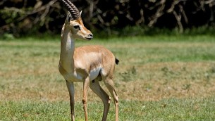 الغزال الجبلي في خطر الانقراض(photo credit: Wikimedia Commons/Bassem18)