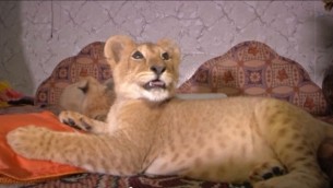 شبل أسد اشتراه رجل من غزة في المنزل الذي تم فيه الإعتناء به على مدى الأشهر الأخيرة على يد عائلة فلسطينية في يونيو 2015. أقنعت جمعية حقوق حيوان العائلة بالتنازل عن القطط الكبيرة لتحصل على حياة أفضل في مأوى للأسود في الأردن. (لقطة شاشة من YouTube)