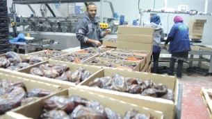 عمال فلسطينيون في 11 نوفمبر، 2015 في مصنع لتغليف التمر في غور الأردن في الضفة الغربية. سيتم تصنيف هذا المنتج إذا تم توريده إلى الإتحاد الأوروبي تحت علامة "منتج من الضفة الغربية (مستوطنة إسرائيلية)" (Melanie Lidman/Times of Israel)