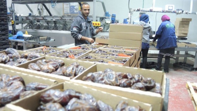 عمال فلسطينيون في 11 نوفمبر، 2015 في مصنع لتغليف التمر في غور الأردن في الضفة الغربية. سيتم تصنيف هذا المنتج إذا تم توريده إلى الإتحاد الأوروبي تحت علامة "منتج من الضفة الغربية (مستوطنة إسرائيلية)" (Melanie Lidman/Times of Israel)
