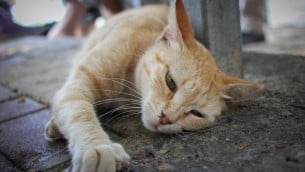 قطة شارع في مدينة حيفا (Garrett Mills/Flash 90)