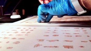 شظايا من مخطوطات البحر الميت -- من الحفظ إلى الطاولة الرقمية. (Shai Halevi, courtesy Israel Antiquities Authority)