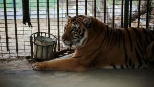 "لذيذ"، اخر نمر في قطاع زة، سوف ينتقل الى بيت جديد في جنوب افريقيا (Four Paws)