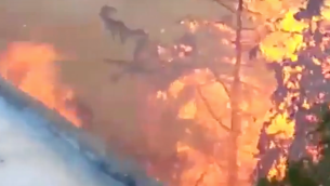 صورة للحريق الذي اندلع خارج مبنى شقتي غلعاد موليان ويوسف غورين في 24 نوفمبر، 2016 في حيفا. تم إنقاذ المبنى من النيران بمساعدة عمال بناء فلسطينيين. (Courtesy)