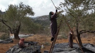 صورة توضيحية: نساء يعملن على قطف ثمار الزيتون. (Nati Shohat/Flash90)