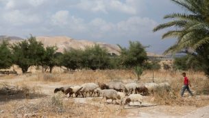صورة توضيحية لفتى فلسطيني يرعى الغنم في غور الاردن، 14 مايو 2015 (Miriam Alster/FLASH90)