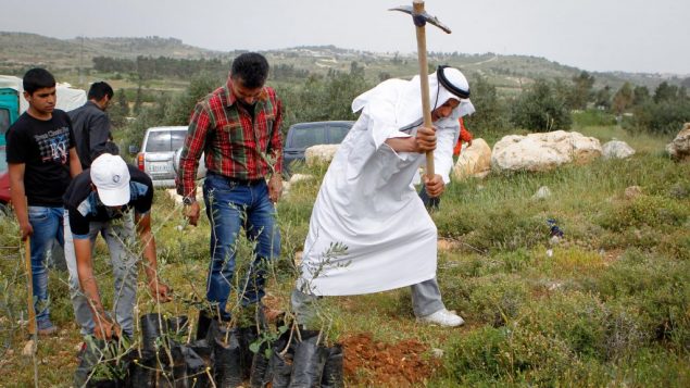مسؤولين فلسطينيين مع ناشطي سلام اسرائيليين ودوليين يزرعون الاشجار في الضفة الغربية اتجاجا على سيطرة مستوطنين على اراضي، 9 ابريل 20116 (Wisam Hashlamoun/Flash90)