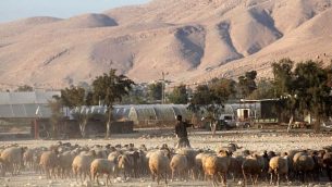 صورة توضيحية: راعي فلسطيني في وادي الأردن، 20 نوفمبر / تشرين الثاني 2009. (Yossi Zamir/Flash90)