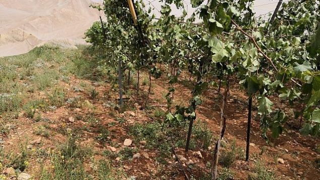مزرعة كروم فلسطينية بالقرب من رام الله استهدفت في 29 أيار / مايو 2018 في جريمة كراهية. (Iyad Haddad/B'Tselem)