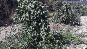 أحد كروم العنب التي تم قطعها في ما يُشتبه بأنها جريمة كراهية في قرية بيت سكاريا الفلسطينية المتاخمة لبؤرة نتيف هأفوت الاسيتطانية، 14 يونيو، 2018.  (Hassan Barigha)