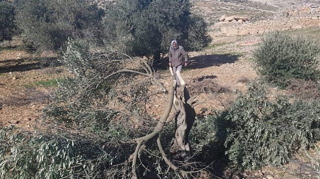 شجرة زيتون تم قطعها في موقع ما تبدو كجريمة كراهية في قرية التواني الفلسطينية في جنوب الضفة الغربية، 8 يناير، 2019.  (B'Tselem)