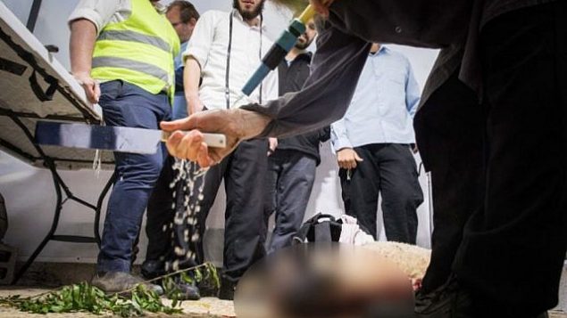 رجال يهود يقومو بذبح خروف لتقديمه كأضحية بمناسبة عيد الفصح اليهودي، القدس، 15 أبريل، 2019. (Noam Revkin Fenton/Flash90)