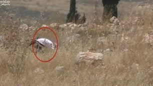 لقطة شاشة من مقطع فيديو يظهر فيها كما يُزعم جندي إسرائيلي خارج الخدمة يقوم بإشعال البنار في حقل تابع لمزراغين فلسطينيين في شمال الضفة الغربية، 17 مايو، 2019. (YouTube)