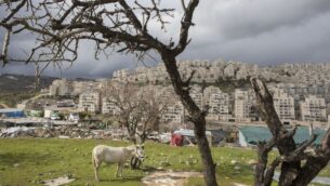 حي هار حوما اليهودي في القدس الشرقية، 15 فبراير 2017 (AP Photo / Dan Balilty)