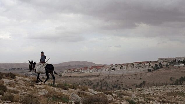 صبي فلسطيني يمتطي حمارا بالقرب من معبر المستوطنات E1، مع مستوطنة معاليه أدوميم في الخلفية. (AP/Sebastian Scheiner)