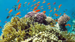 الأسماك الاستوائية في إيلات (Asaf Zvuloni/ Israel Nature and Parks Authority/FLASH90)