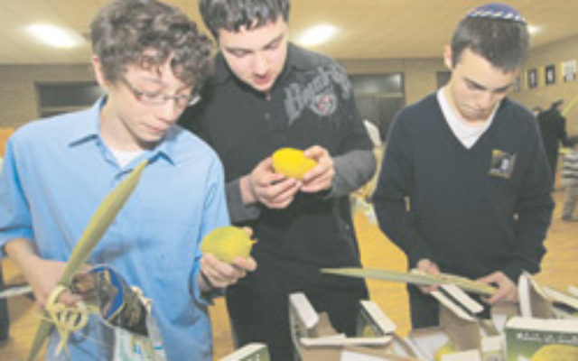 Selecting lulav and etrog are (from left) David Rubin, Shuki Wyman and Gideon Rubin. Photo: Peter Haskin