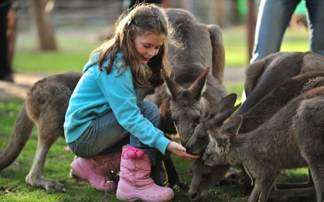 Cap: Feeding the roos at Gan Garoo. Photos: Almog Dvir.