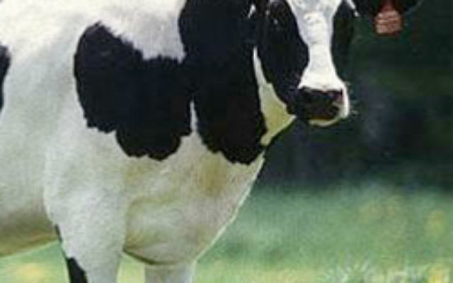 A law change means the kosher slaughter of beef is no longer possible in New Zealand. A law change means the kosher slaughter of beef is no longer possible in New Zealand.