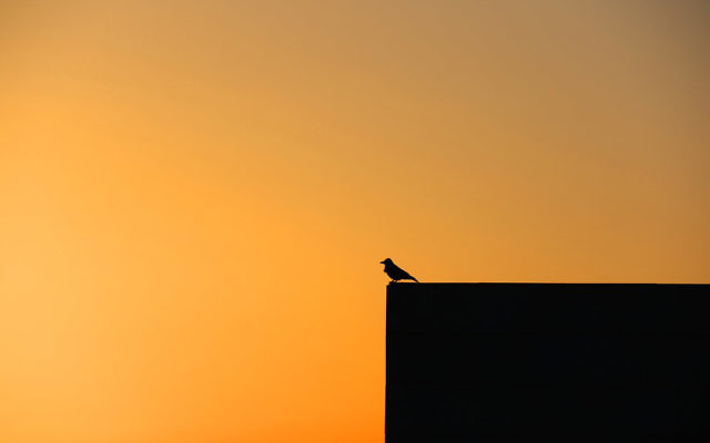 Michael Gordon’s winning sunset photo taken at Kibbutz Lavi in northern Israel.