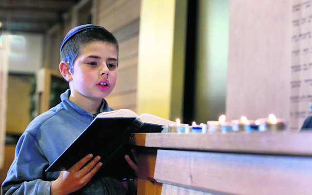 Tuvia Kastel reciting tehilim at Chabad North Shore. Photo: Noel Kessel Tuvia Kastel reciting tehilim at Chabad North Shore. Photo: Noel Kessel