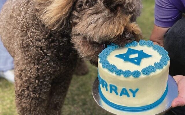 Murray tastes the beautiful bark mitzvah cake. Murray tastes the beautiful bark mitzvah cake.