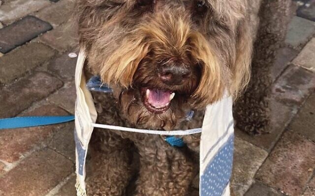 Murray wearing a specially-made doggy tallit and kippah. Murray wearing a specially-made doggy tallit and kippah.