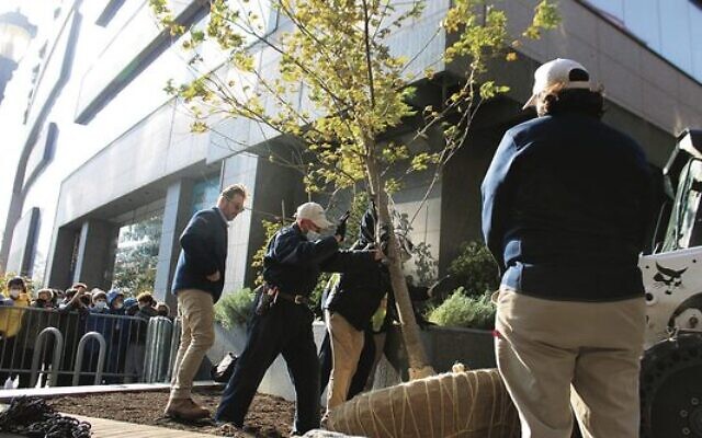 The silver maple being planted in Battery Park outside the Museum of Jewish Heritage. Photo: Museum of Jewish Heritage/ JTA The silver maple being planted in Battery Park outside the Museum of Jewish Heritage. Photo: Museum of Jewish Heritage/ JTA