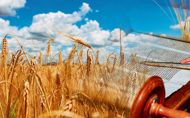 Wheat and the Torah, symbols of Shavuot. Wheat and the Torah, symbols of Shavuot.