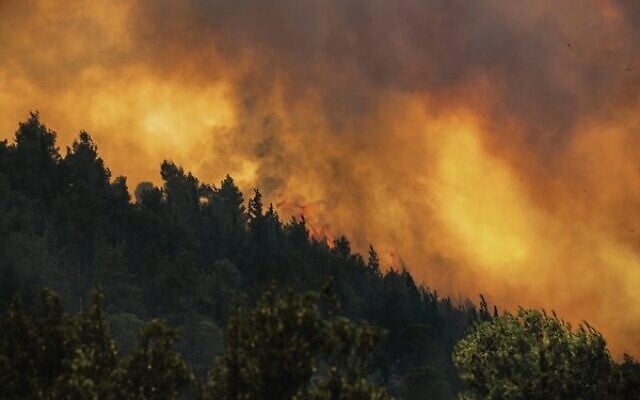 JNF has announced its restoration plan of the burned forest in the Jerusalem mountains. Photo: Amos Luzon JNF has announced its restoration plan of the burned forest in the Jerusalem mountains. Photo: Amos Luzon