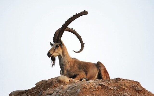 Yehezkiel, the great ibex. Photo: Peter Haskin Yehezkiel, the great ibex. Photo: Peter Haskin