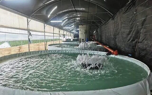 The aquaculture farm in Jenin.
Photo: Gov.il/Ministry of Agriculture and Rural Development The aquaculture farm in Jenin.
Photo: Gov.il/Ministry of Agriculture and Rural Development