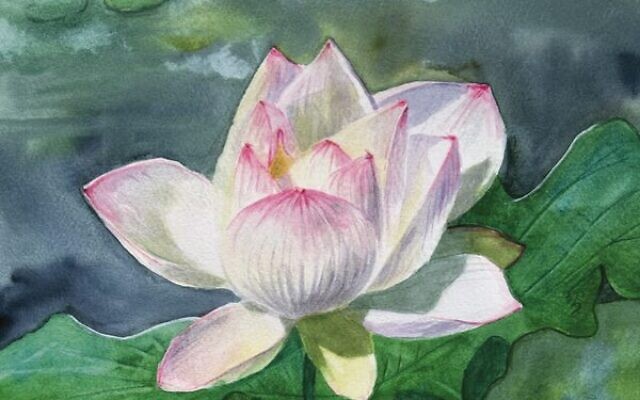 Lotus and Water Strider Lotus and Water Strider