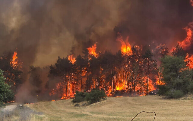 Fires ravaged the Jerusalem hills. Photo: KKL-JNF Fires ravaged the Jerusalem hills. Photo: KKL-JNF