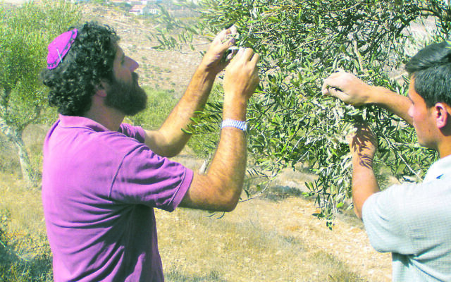 Harvesting olives in Israel ... differences arise when the halachic units of measurement are translated into contemporary units. Photo: AJN file Harvesting olives in Israel ... differences arise when the halachic units of measurement are translated into contemporary units. Photo: AJN file