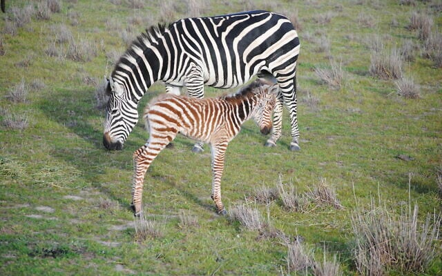 Newborn zebra keeps close to its mother in the Monarto Safari Park’s Wild Africa precinct. Photo: Danny Gocs Newborn zebra keeps close to its mother in the Monarto Safari Park’s Wild Africa precinct. Photo: Danny Gocs