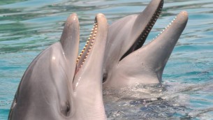 Live dolphins at the Dolphin Reef in Eilat. (photo credit: Jorge Novominsky/Flash 90)