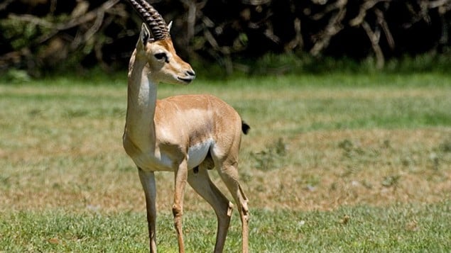 الغزال الجبلي في خطر الانقراض(photo credit: Wikimedia Commons/Bassem18)