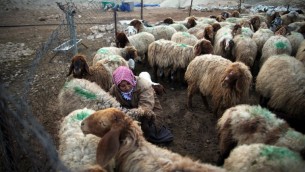 امرأة فلسطينية، من عائلة بني منّة، تحلب الغنم في مخيمها الذي تم تدميره من قبل السلطات الإسرائيلية بعد أن أعلن عن القرية انها منطقة تدريب للجيش في الصحراء بالقرب من قرية فلسطينية من آل الجفتلك في محافظة أريحا من وادي الأردن، في الضفة الغربية في 17 فبراير عام 2014. بعد أسبوعين تم تدمير أكواخ من الصفيح الهشة من قبل الجرافات الإسرائيلية، عطية بني مينا وعائلته لا يزالون ينامون تحت النجوم، تكافح من أجل استئناف بعض مظاهر الحياة الطبيعية. AFP PHOTO / مناحيم كاهانا