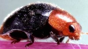 A vine mealybug (Photo credit: Courtesy)