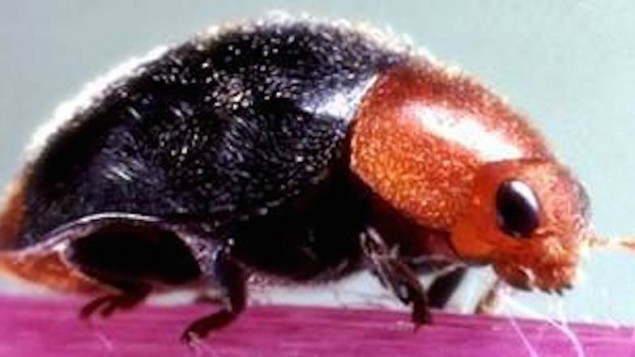 A vine mealybug (Photo credit: Courtesy) A vine mealybug (Photo credit: Courtesy)
