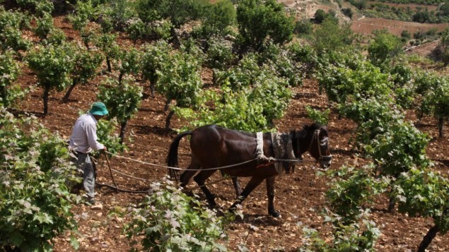 مزارع فلسطيني يعمل على كرمه في الضفة الغربية بالقرب من مستوطنة افرات، يوم 8 مايو، 2013  (فلاش 90)