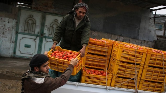 مزارعون فلسطينيون يحملون صناديق من الطماطم على شاحنة في قطاع غزة، 12 مارس 2015 (SAID KHATIB / AFP)