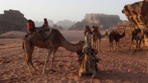 جمال تأخذ قسطا من الراحة في وادي رم في الأردن، 13 فبراير، 2013. (Lucie March/Flash 90)