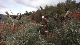 فلاحون فلسطينيون يتفقدون الأضرار التي أٌلحقت بأشجار زيتون يُزعم بأن مستوطنين إسرائيليين قاموا بإقتلاعها في أكتوبر 2013. (Issam Rimawi/Flash90)