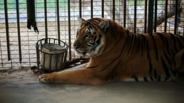 "لذيذ"، اخر نمر في قطاع زة، سوف ينتقل الى بيت جديد في جنوب افريقيا (Four Paws)