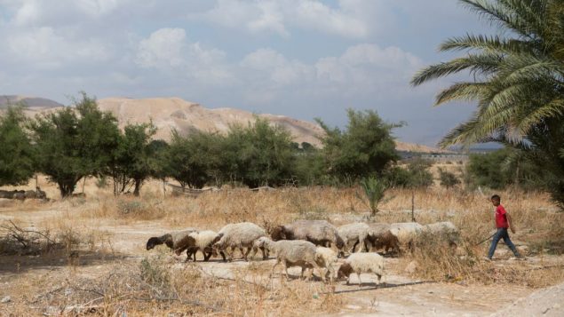 صورة توضيحية لفتى فلسطيني يرعى الغنم في غور الاردن، 14 مايو 2015 (Miriam Alster/FLASH90)