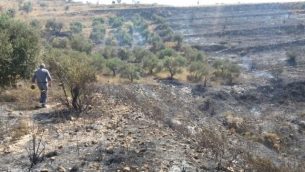 أشجار الزيتون خارج قرية بورين الفلسطينية، التي أحرقها مستوطنون من مستوطنة يتسحار في 28 يونيو / حزيران 2017. (Courtesy: Yesh Din)
