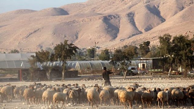 صورة توضيحية: راعي فلسطيني في وادي الأردن، 20 نوفمبر / تشرين الثاني 2009. (Yossi Zamir/Flash90)